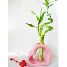 9GreenBox - Lucky Bamboo - Spiral Style with Hollow Pink Ceramic Vase   